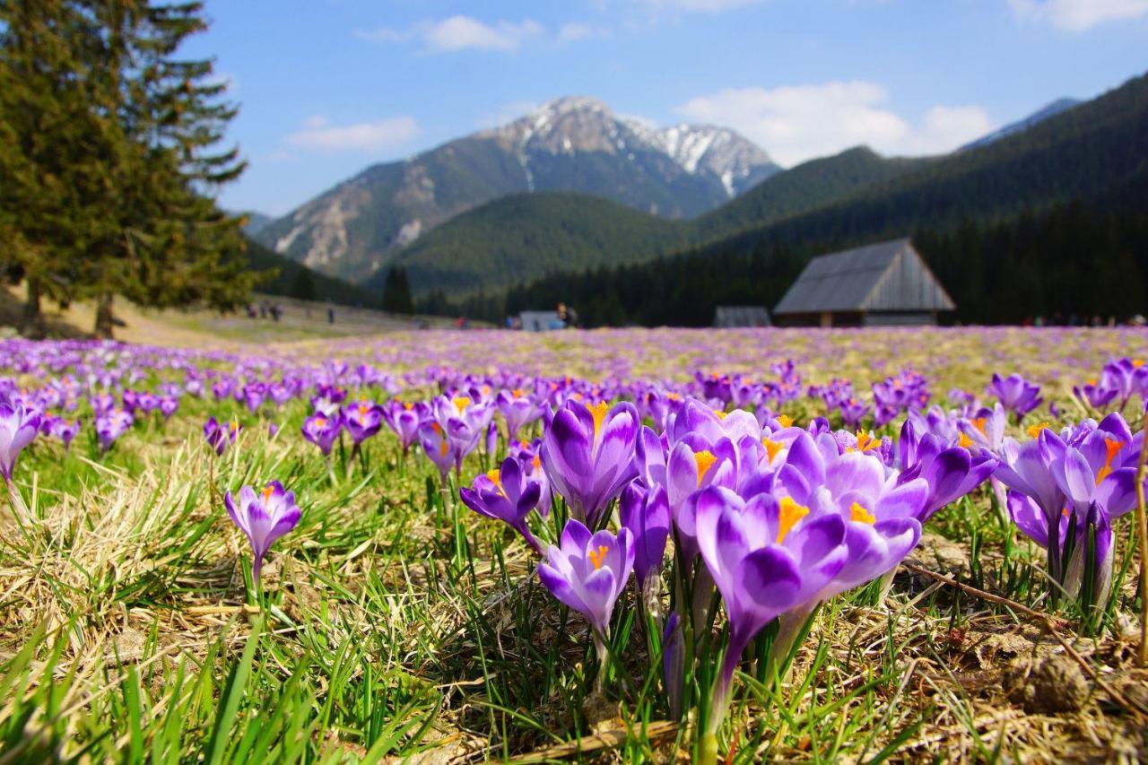 Hotel Helios 300M Od Krupowek Nowy Basen Od 12 Lipca Zakopane Ngoại thất bức ảnh